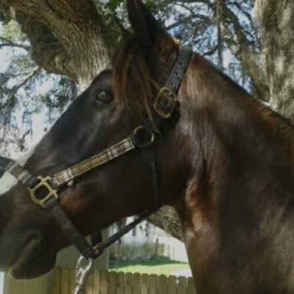 Meet your Posher, Laura - Picture 1 of 1